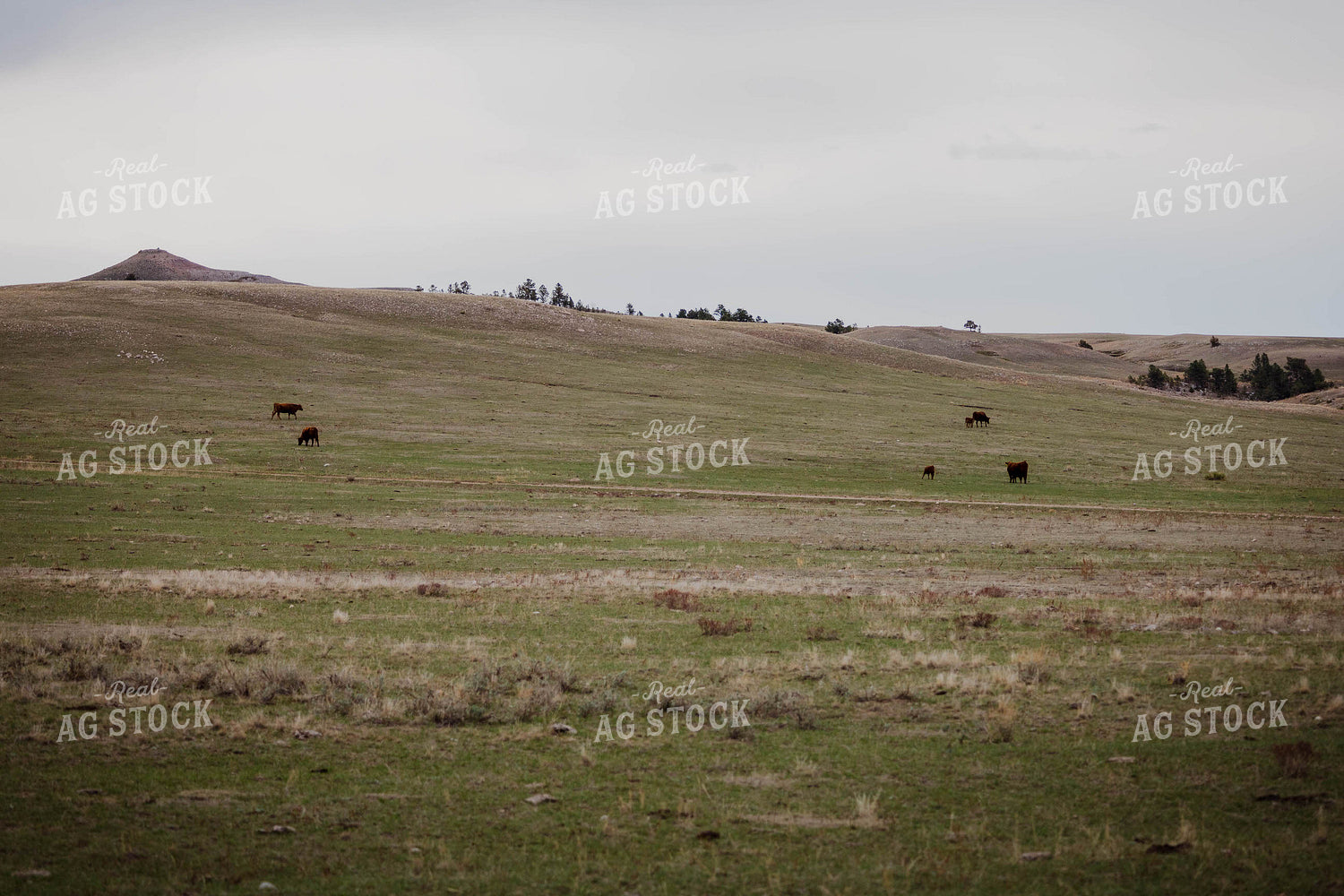 Red Angus Cattle Graze in Hilly Open Pasture 97142