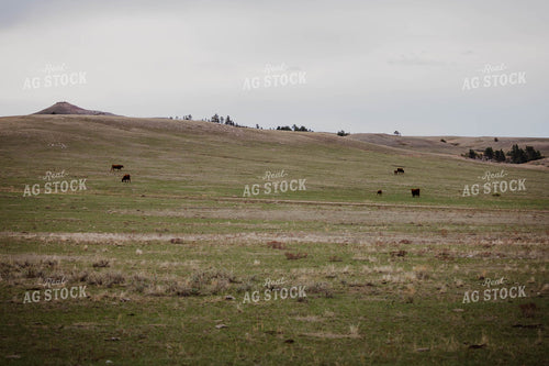 Red Angus Cattle Graze in Hilly Open Pasture 97142