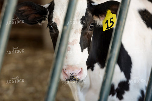 Holstein Calf Eating 90009