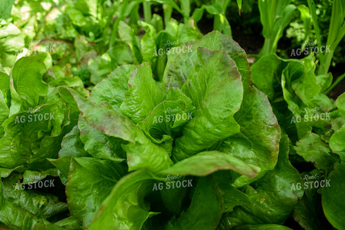 Lettuce 156107