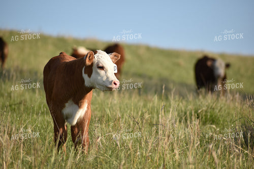 Hereford Calf 176010