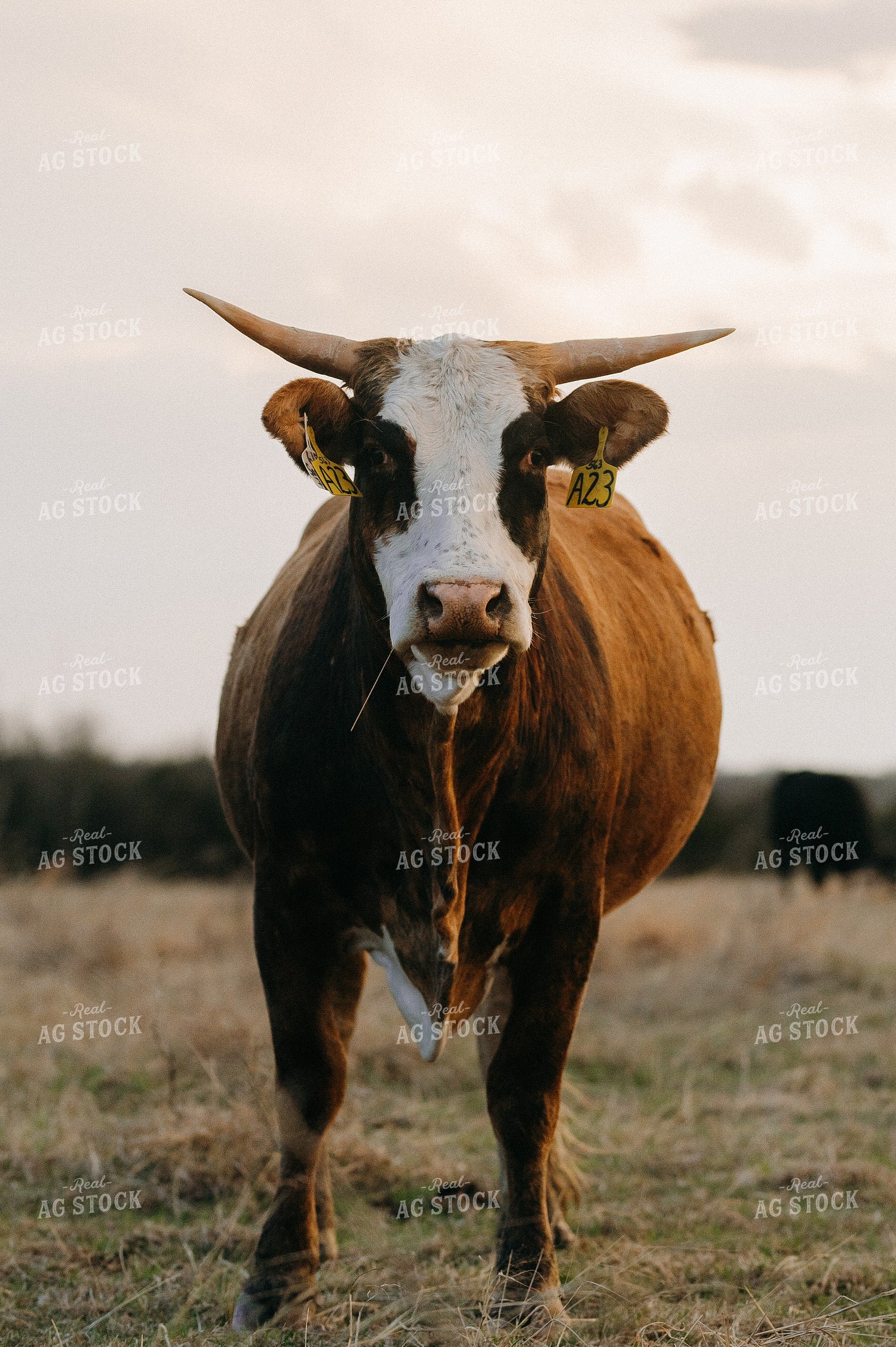 Cattle on Pasture 301025