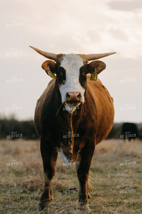 Cattle on Pasture 301025