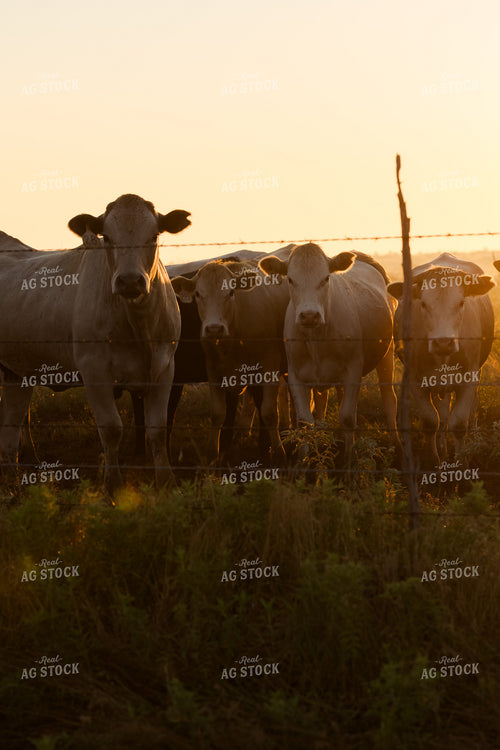 Charolais Cattle 205067
