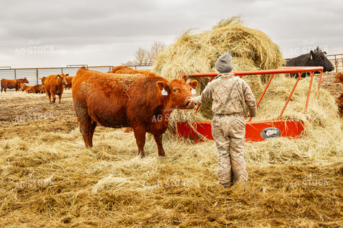 Cow with Farm Kid 155122