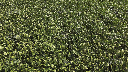 Midseason Soybean Field 239398