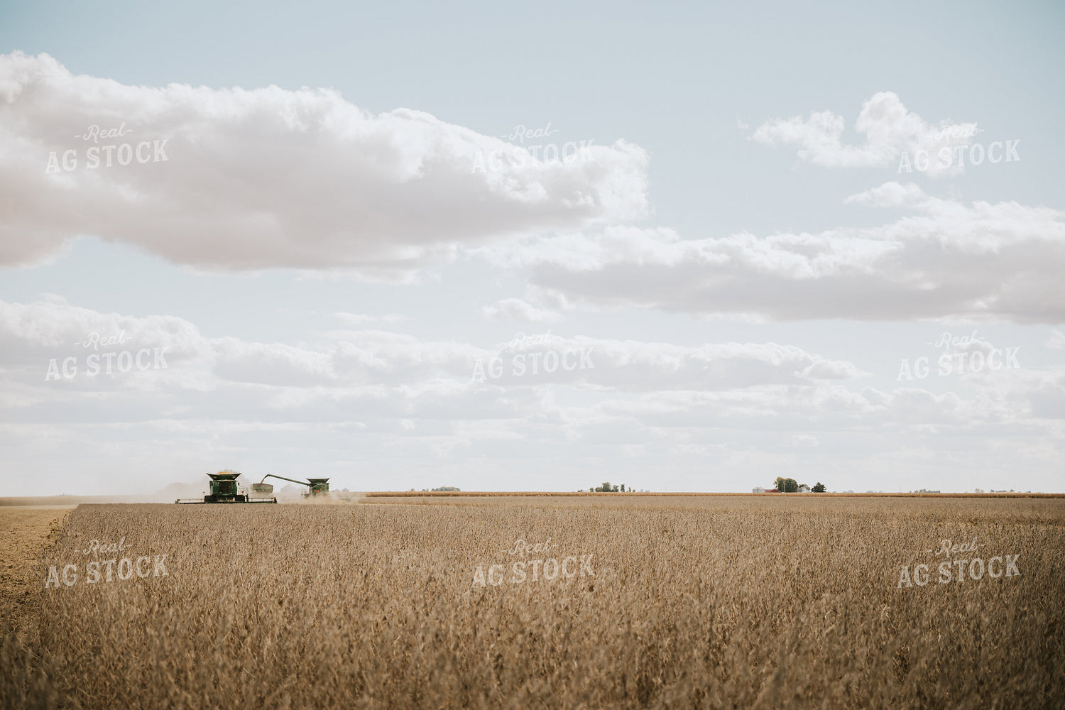 Soybean Harvest 6914