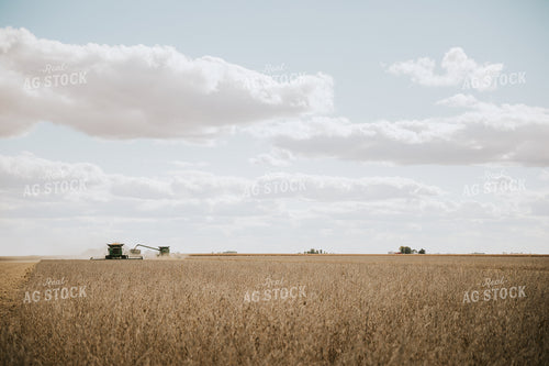 Soybean Harvest 6914