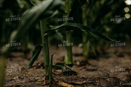 Corn Roots 152212