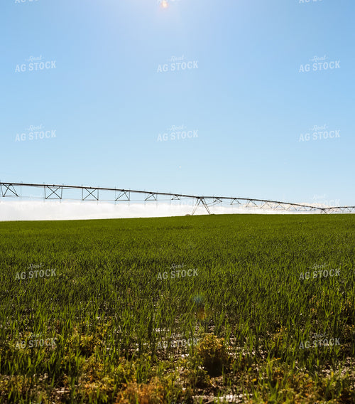 Irrigation System in Hay Field 83011