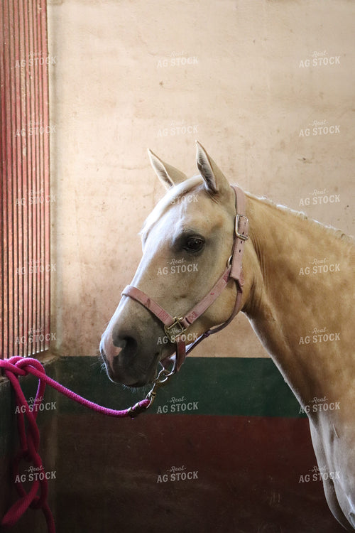 Horse 102031