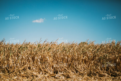 Down Corn 4690
