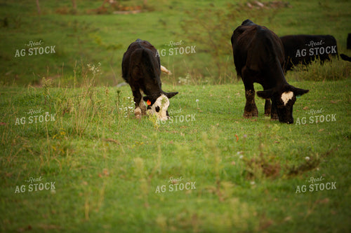 Cattle 2444