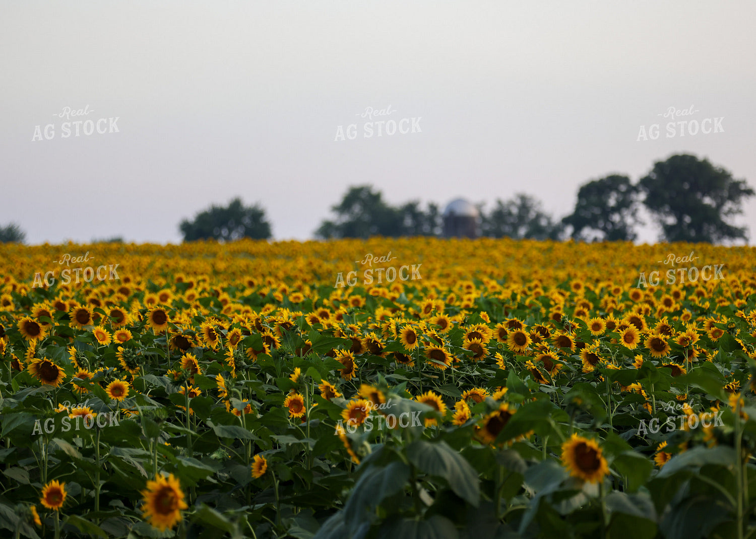 Sunflowers 160194