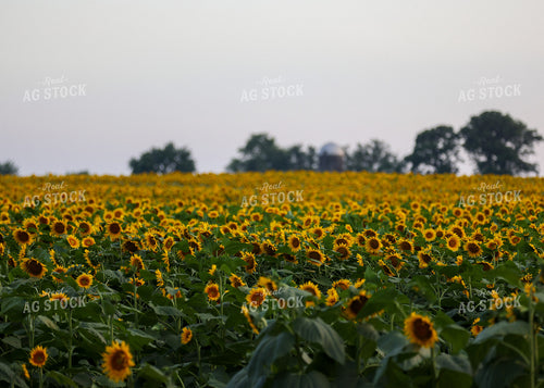 Sunflowers 160194