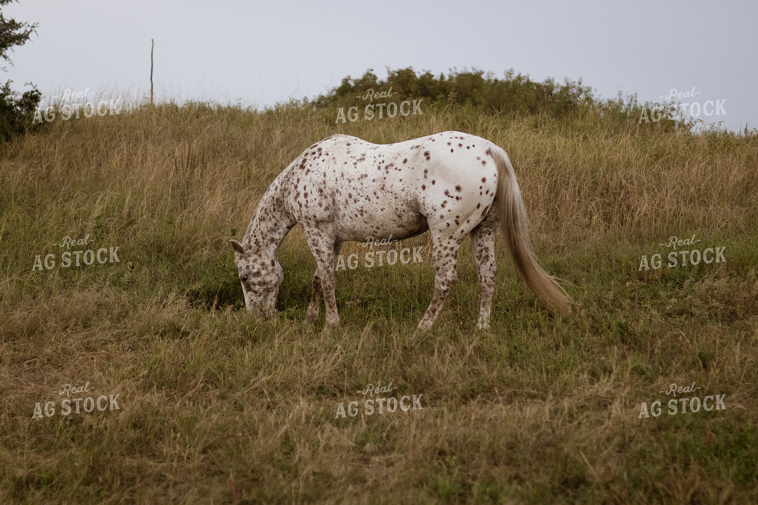 Horse Grazing 297002