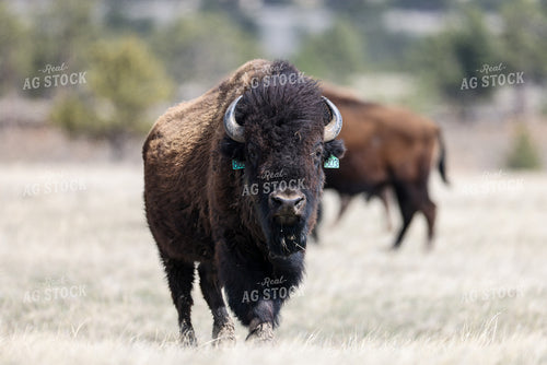 American Bison 261032