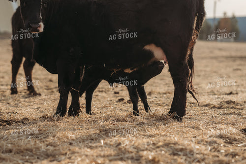 Cow Calf Pair on Pasture 196238