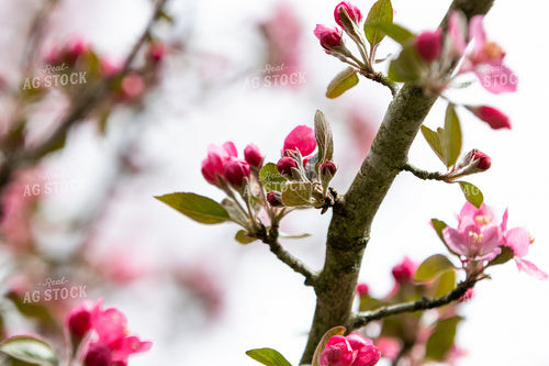 Blossoming Flowers on Branch 52598