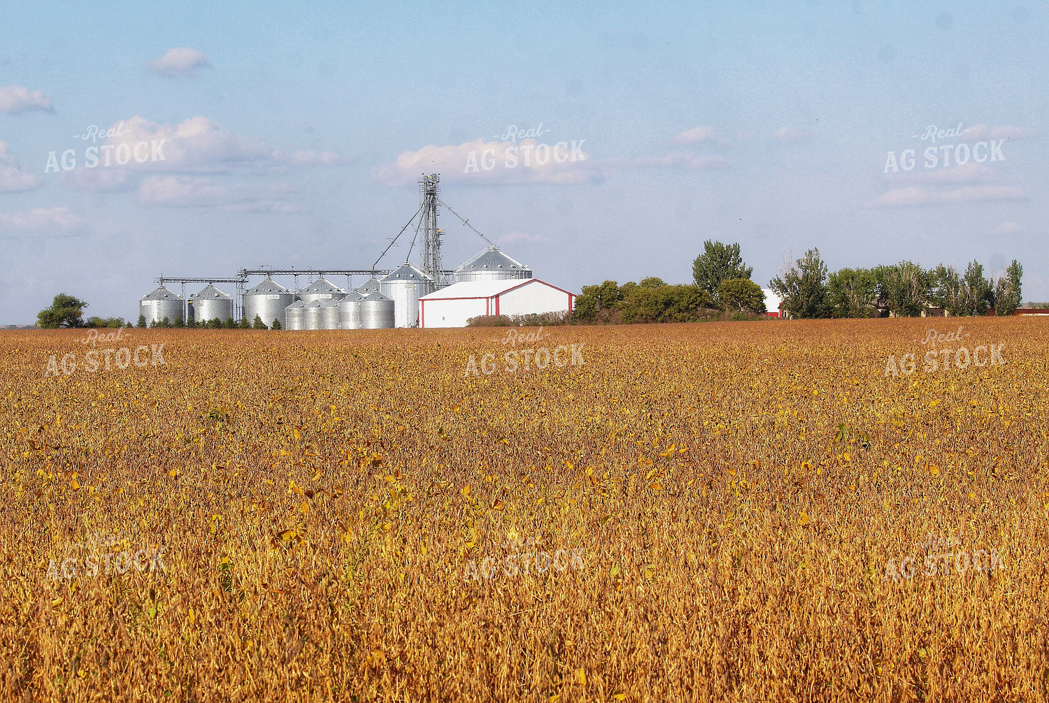 Late Season Soybeans 141438