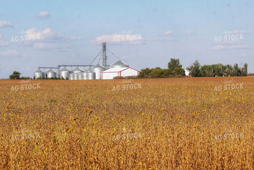 Late Season Soybeans 141438