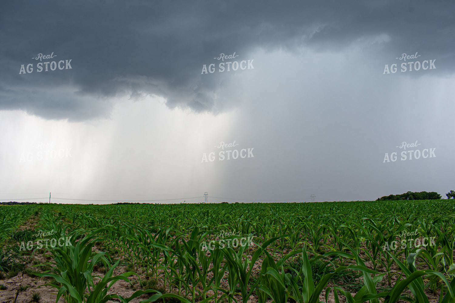 Early Season Corn 156143