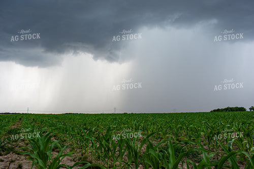 Early Season Corn 156143