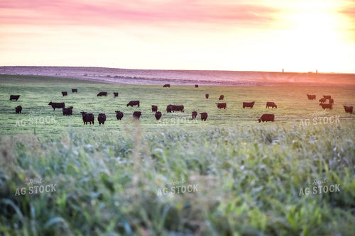 Cattle on Pasture 56073
