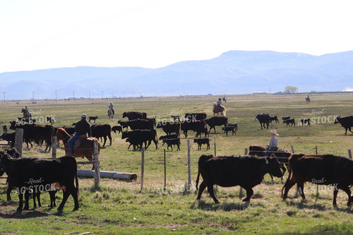 Working Calves 102120