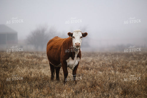 Cattle on Foggy Pasture 219105