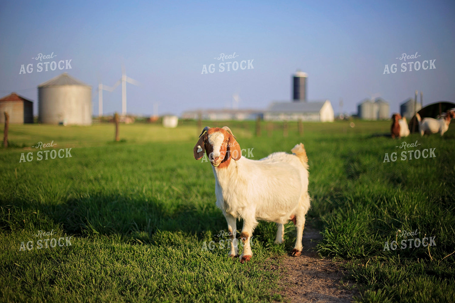 Goats in Farmyard 93130