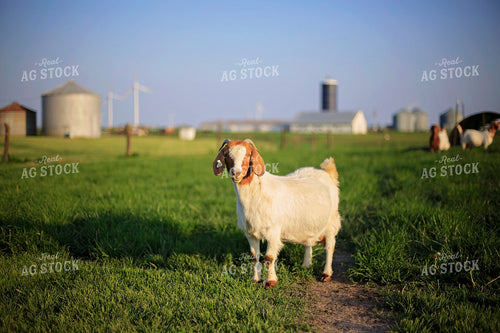 Goats in Farmyard 93130