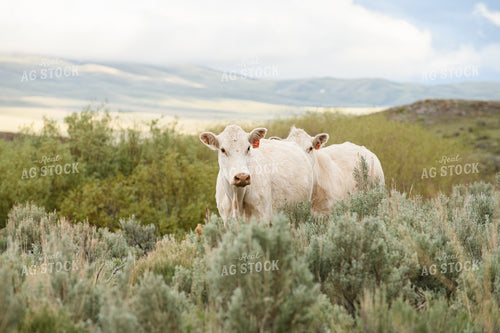 Charolais Cattle 51065