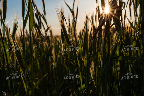 Cover Crop Field 76155
