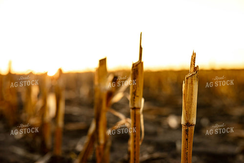 Corn Stalks 152385