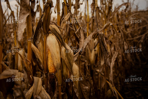 Dried Ear of Corn 268193