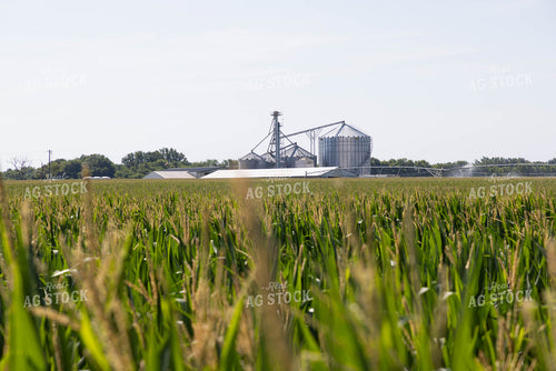On Farm Storage Over Tasseled Corn 79691