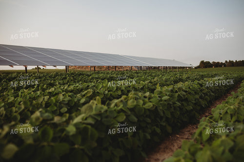 Soybean Field and Solar Panels 4617