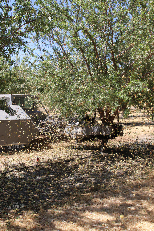 Harvesting Pecans 102141