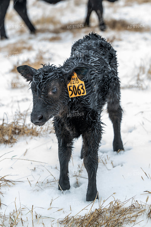 Calf in Snowy Pasture 192021