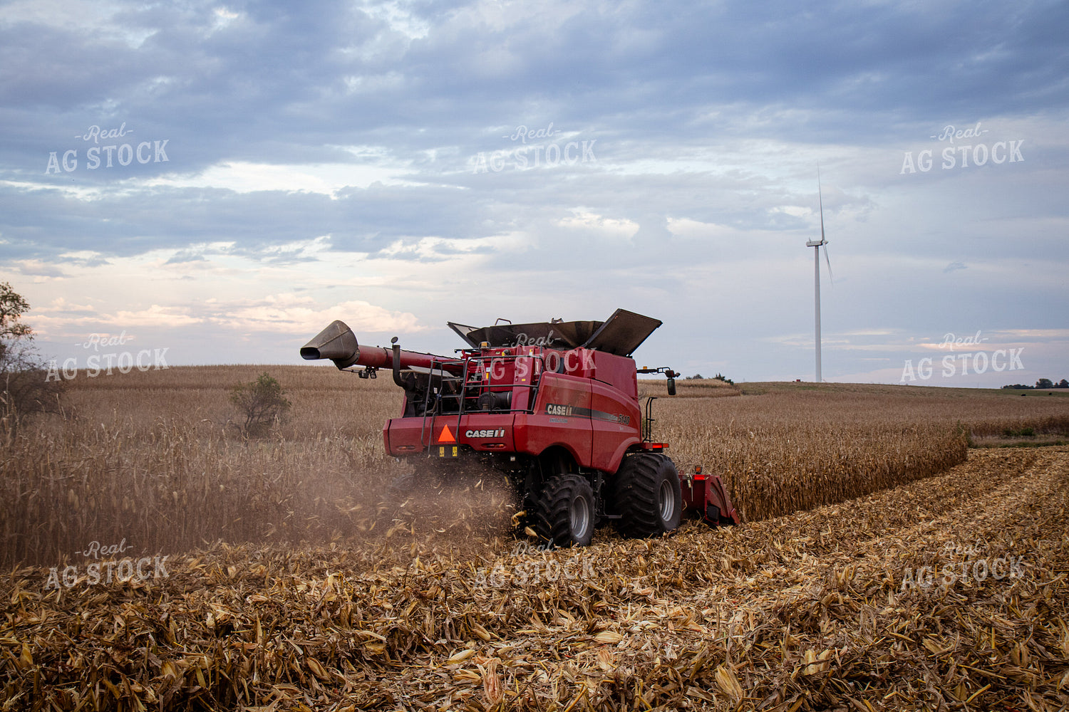 Corn Harvest 268218