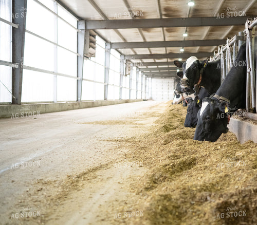 Holstein Cattle in Open Air Barn 170014