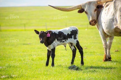 Longhorn Cow Calf Pair 155525