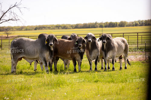 Brahman Cattle 99043
