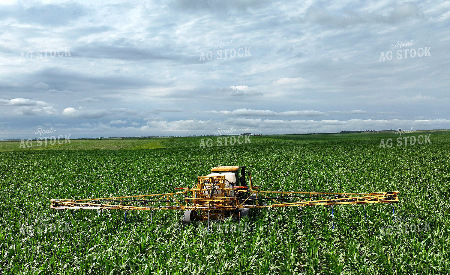 Y Dropping Corn 141369