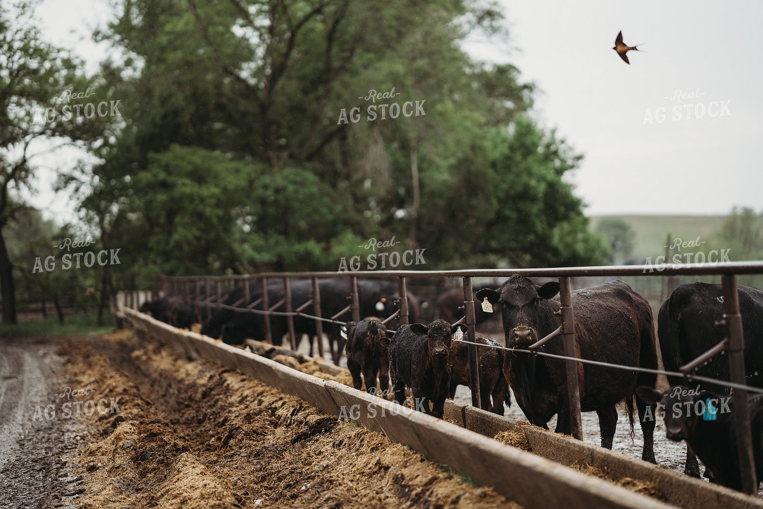 Angus Cattle in Pen Feedlot 196170