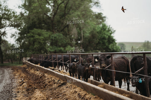 Angus Cattle in Pen Feedlot 196170