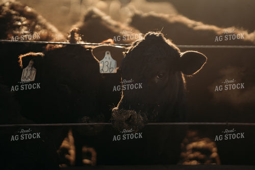 Cattle in Feedlot 196205