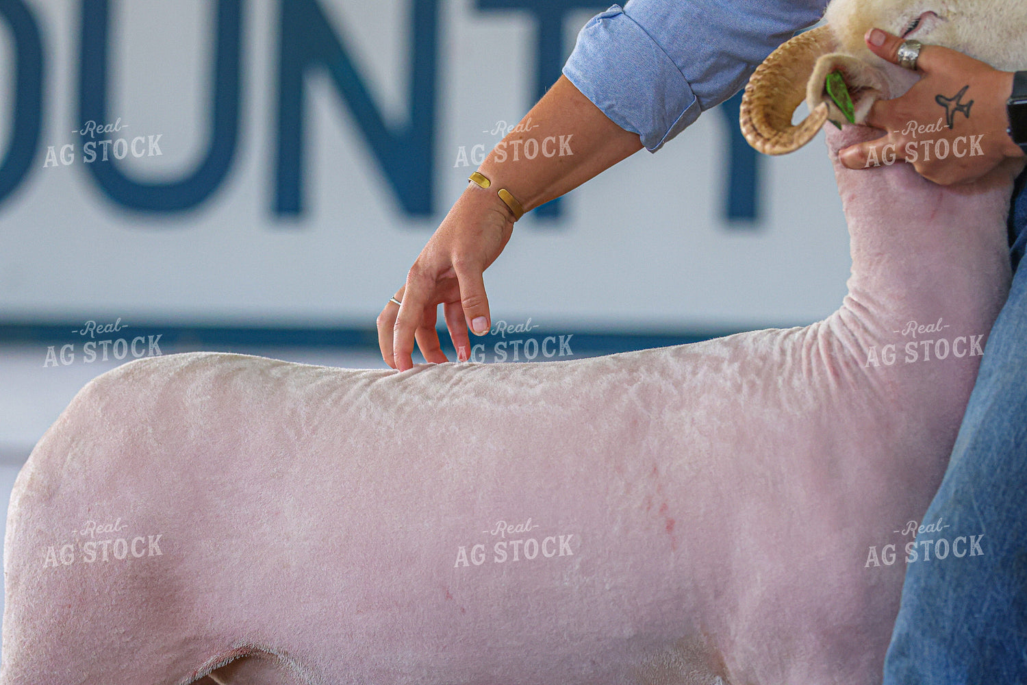 Sheep Show 160451