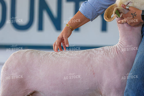 Sheep Show 160451